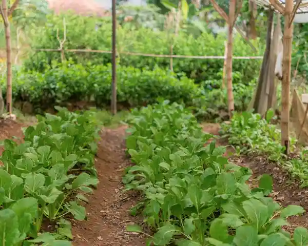 Kebun Pertanian Organik