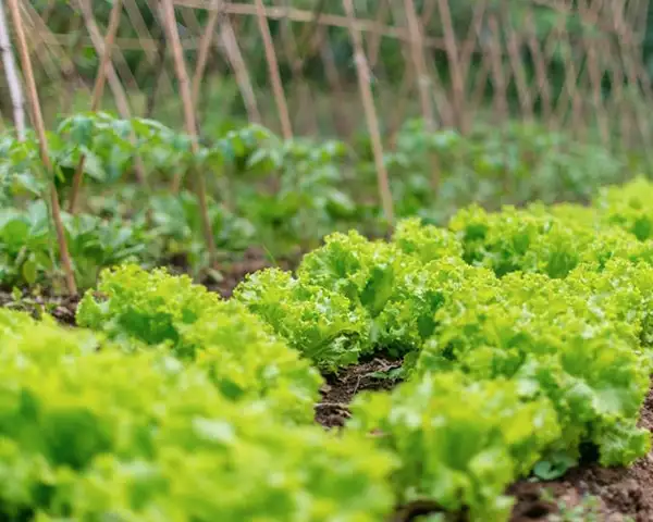 Kebun Pertanian Organik