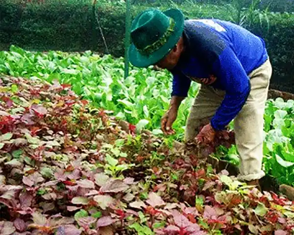 Kebun Pertanian Organik