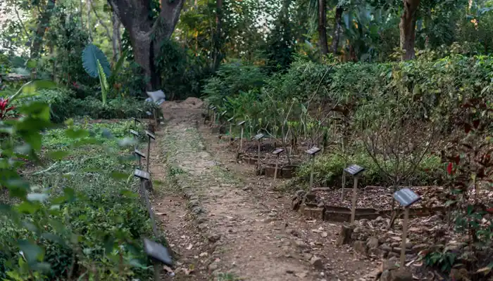 Kebun Toga