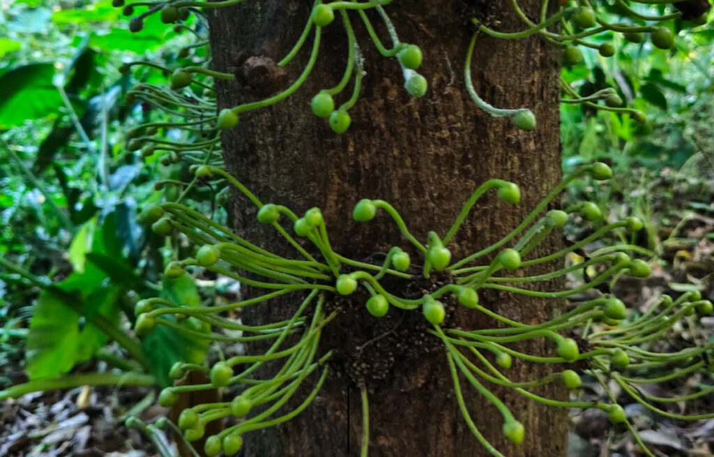 Dari Lahan Tandus Jadi Laboratorium Alam: Cerita Hutan Wana Sasmita Maya PPLH Seloliman